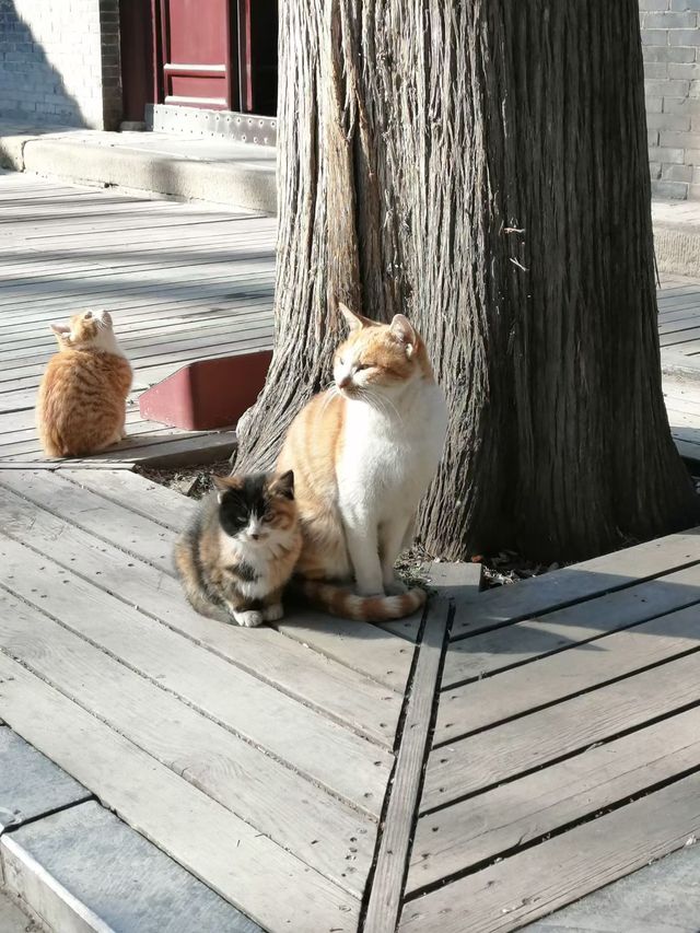 冬日晉祠貓伴遊 冬日晉祠貓伴遊