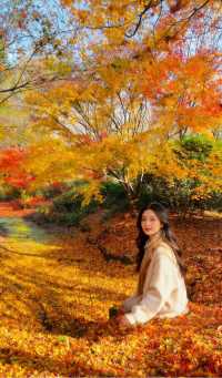 魔都絕美賞秋地!花開海上生態園治癒系深秋大片拍攝攻略