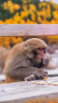 稻城亞丁拍到的各種野生動物