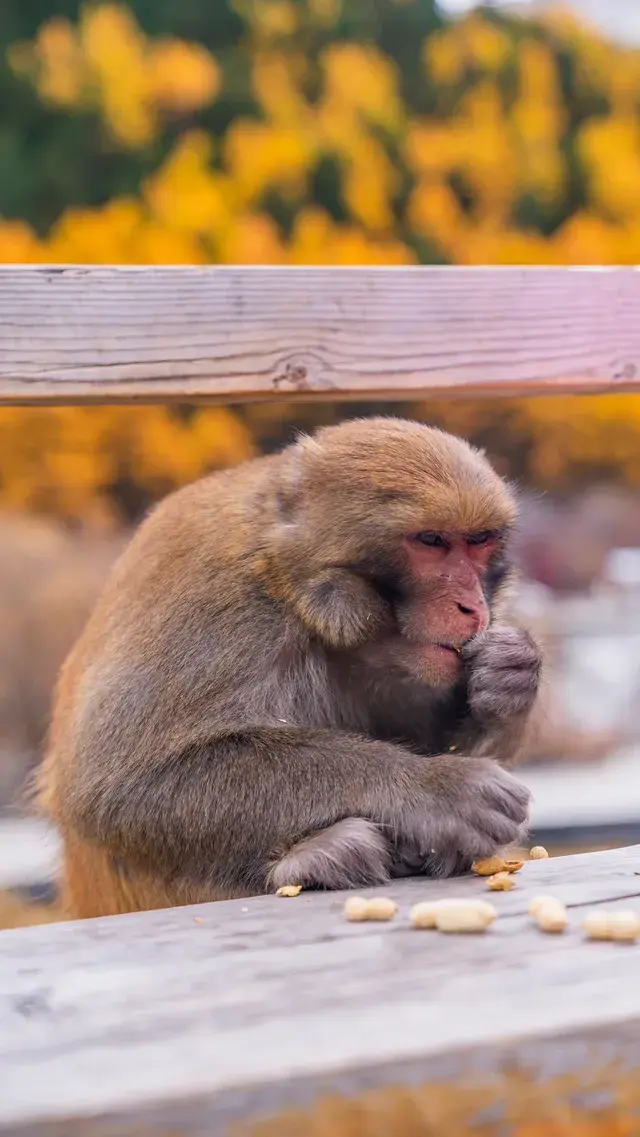 稻城亞丁拍到的各種野生動物 稻城亞丁拍到的各種野生動物