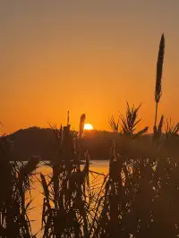落葉倒數計時!千島湖落日金葉,衝就對了!