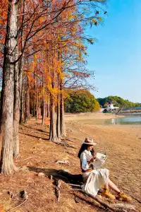 接下來的武漢，一定別錯過處絕美紅杉林