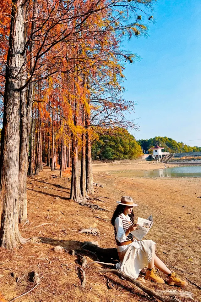 接下來的武漢，一定別錯過處絕美紅杉林