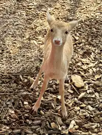 我在南京拍到了莫奈的睡蓮,想看看你拍的