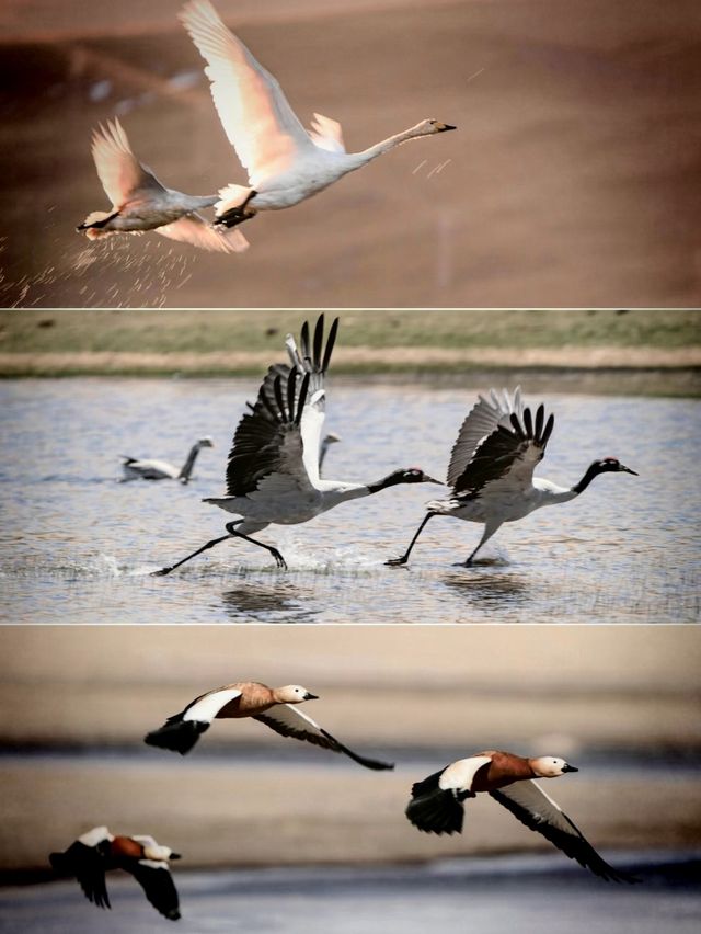 藍冰季限定預告！還有這裡可以免費直達