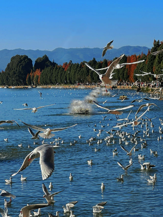 昆明絕美銀杏打卡地