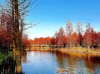 預警三林濱江落羽杉即將紅透，最佳觀賞期