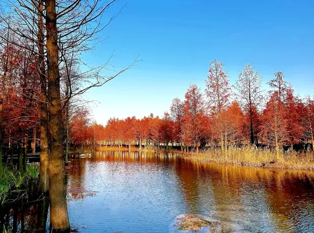 預警三林濱江落羽杉即將紅透，最佳觀賞期