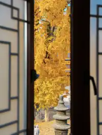 12.4實拍!青浦報國寺銀杏,禪意氛圍感拉滿!