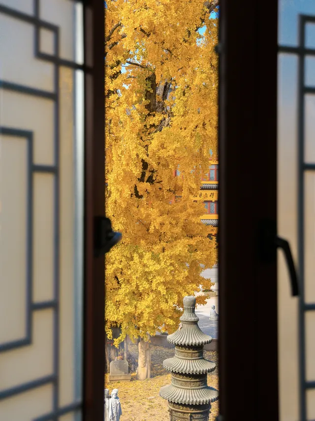 12.4實拍!青浦報國寺銀杏,禪意氛圍感拉滿! 12.4實拍!青浦報國寺銀杏,禪意氛圍感拉滿!