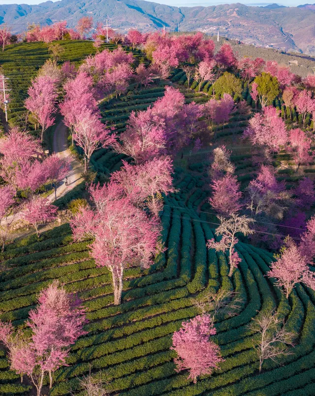 無量山櫻花谷旅拍,餘位有限,預約從速! 無量山櫻花谷旅拍,餘位有限,預約從速!