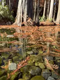 12月的洱海邊,彩林和海鷗也太配了吧