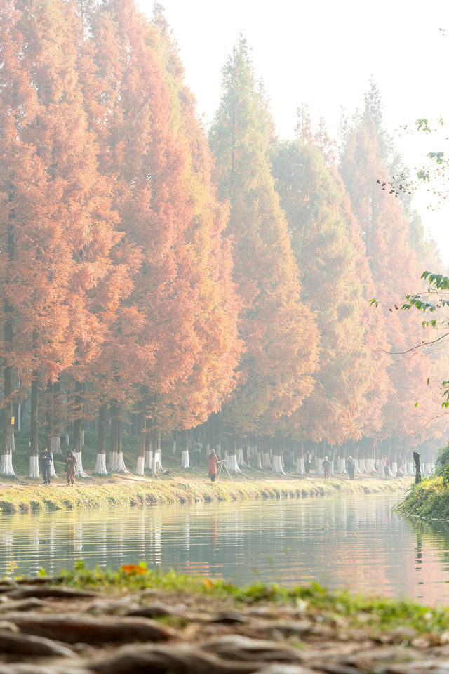 成都昇仙湖公園|晨霧下的水杉林是那麼的夢幻 成都昇仙湖公園|晨霧下的水杉林是那麼的夢幻