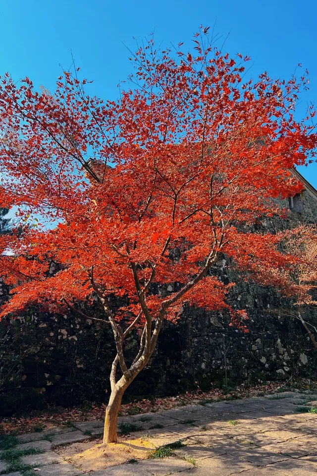 台州賞秋封神4條徒步路線建議收藏~ 台州賞秋封神4條徒步路線建議收藏~