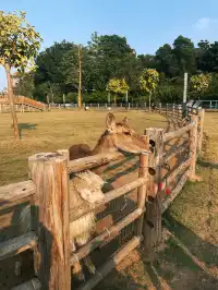 深圳寶藏親子牧場餵鹿撸兔遛娃絕了!