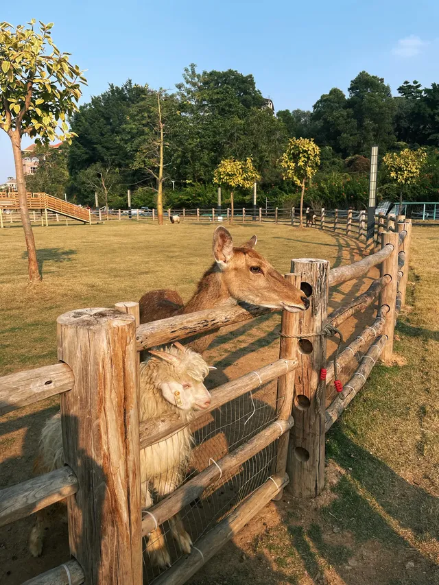 深圳寶藏親子牧場餵鹿撸兔遛娃絕了! 深圳寶藏親子牧場餵鹿撸兔遛娃絕了!