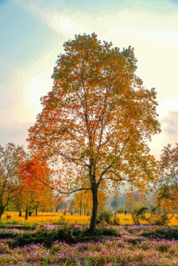 The autumn colors in Tachuan are absolutely stunning (here are a few free photo spots)