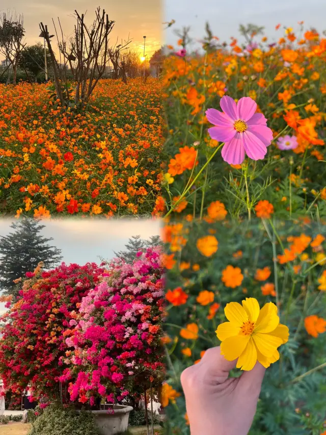 3-4月必去順德！這才是嶺南的春日桃花源