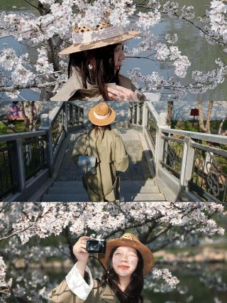 洛陽朱桜塔の桜ライブ映像🔥封神級の古風桜鑑賞スポット