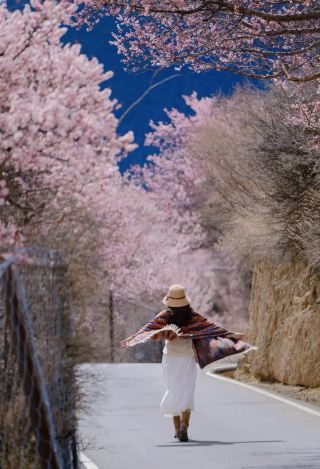 甘孜と道府で杏の花を楽しむ3日間の旅：完璧で間違いのない旅程。