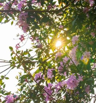 雲南の千畝の腋花ツツジが春のロマンスを演出