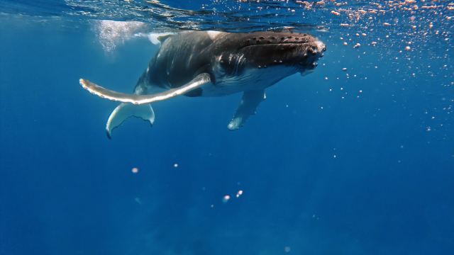 Wonderful Day with Atae Safari Ocean!