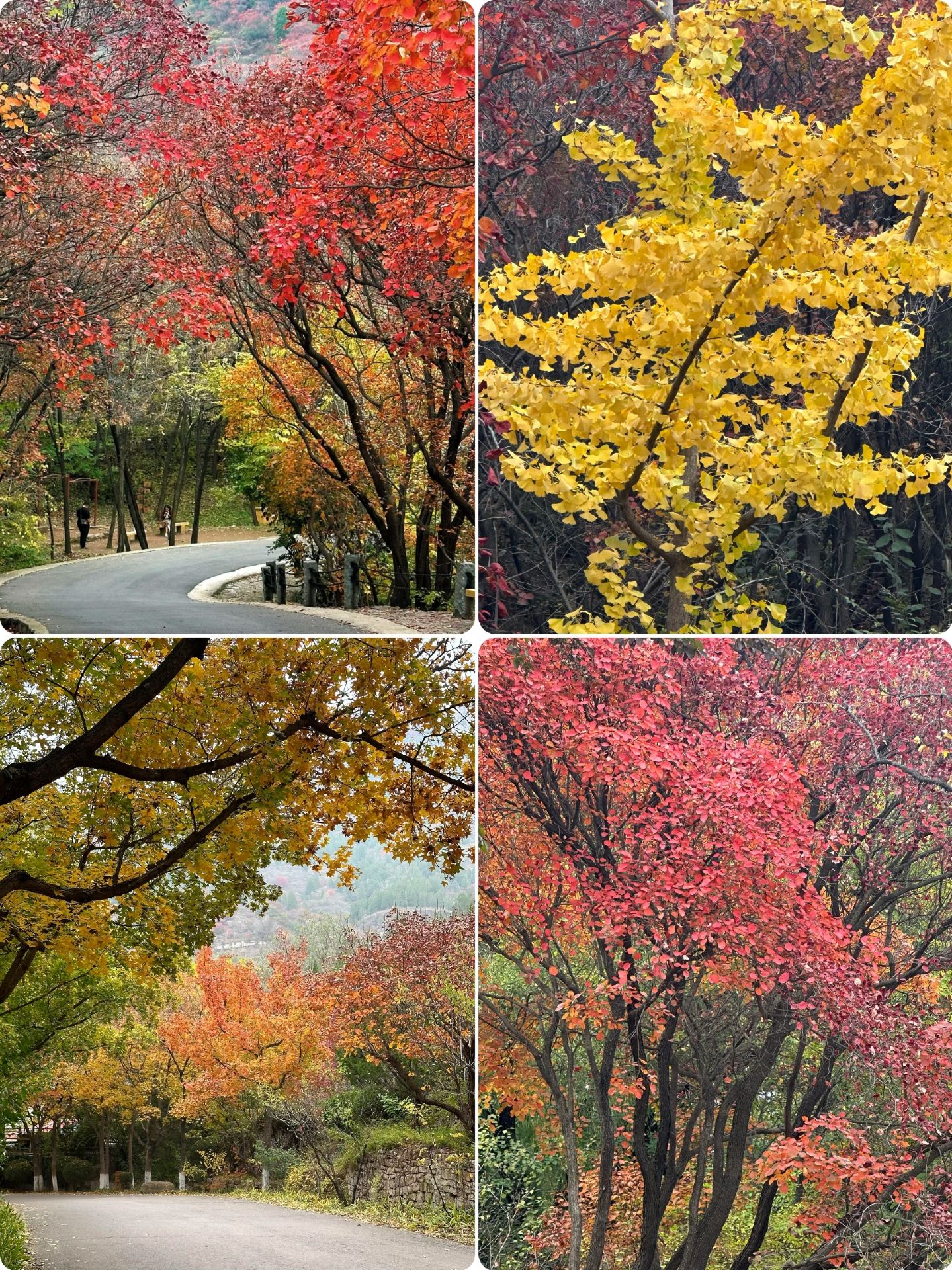 5 highly-rated, breathtaking autumn destinations in Shandong for October–November that are stunningly beautiful