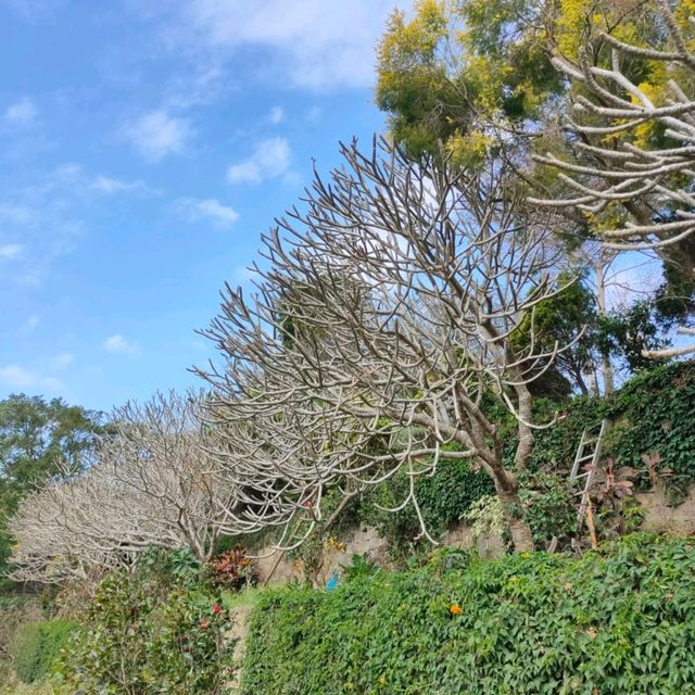美麗的偶像劇景點-品園日式庭園