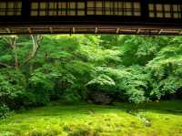 【京都市】紅葉だけでなく青葉も見事🌿