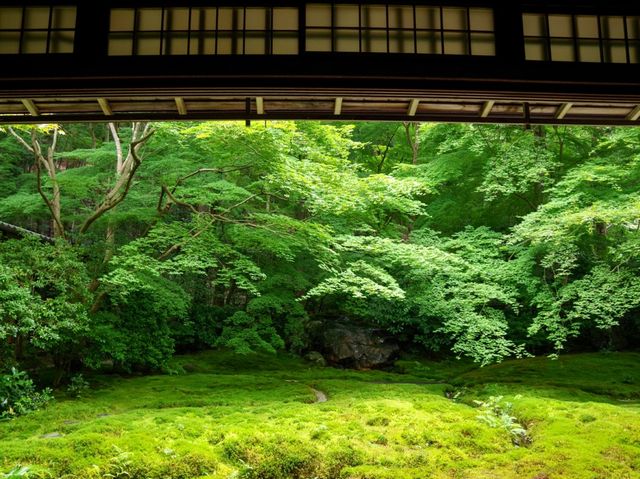 【京都市】紅葉だけでなく青葉も見事🌿