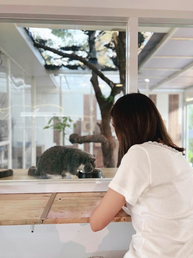 คาเฟ่แมว  Miku Cafe 🐱😽