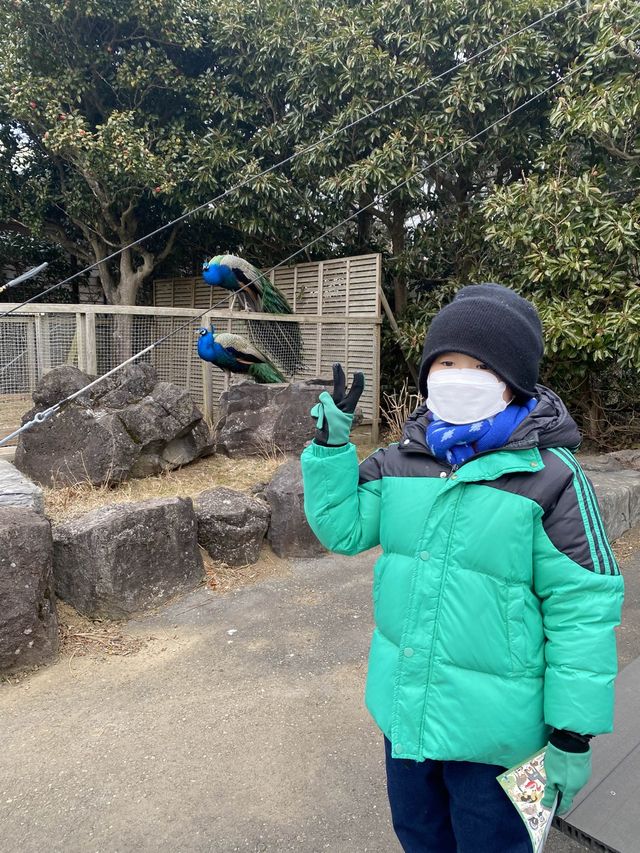親子遊必去！ #伊豆仙人掌動物園