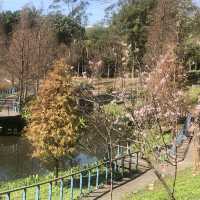 長庚養生文化村（有隱藏版櫻花木棧道八重櫻）