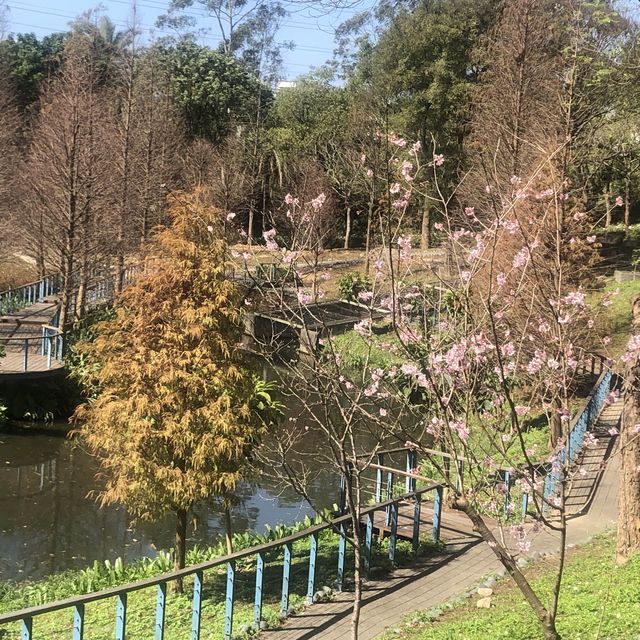 長庚養生文化村（有隱藏版櫻花木棧道八重櫻）