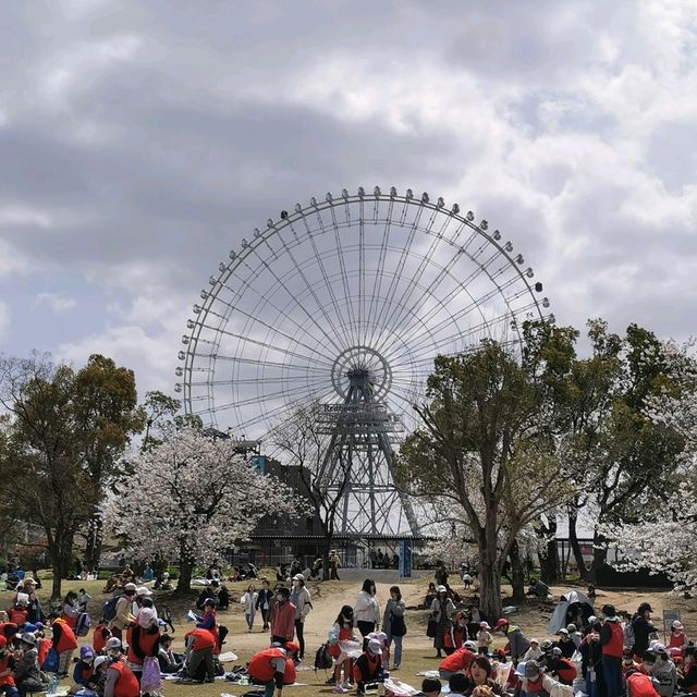 cherry blossom picnics