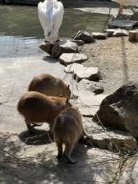 適合親子玩足一日 - 姫路中央公園