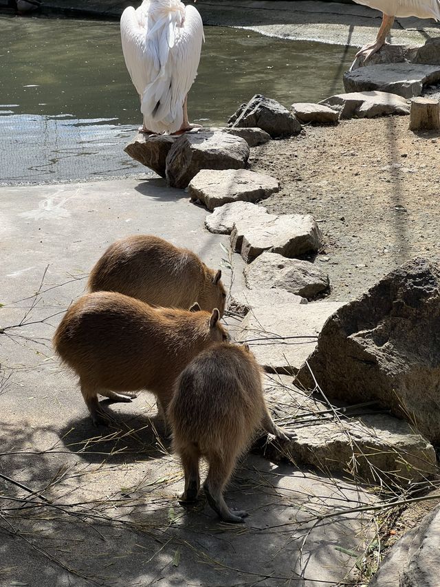 適合親子玩足一日 - 姫路中央公園