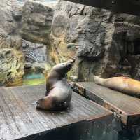 【大阪】関西屈指の巨大水族館🐠海遊館