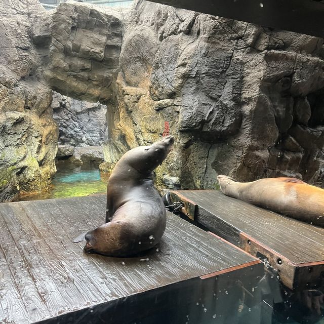 【大阪】関西屈指の巨大水族館🐠海遊館