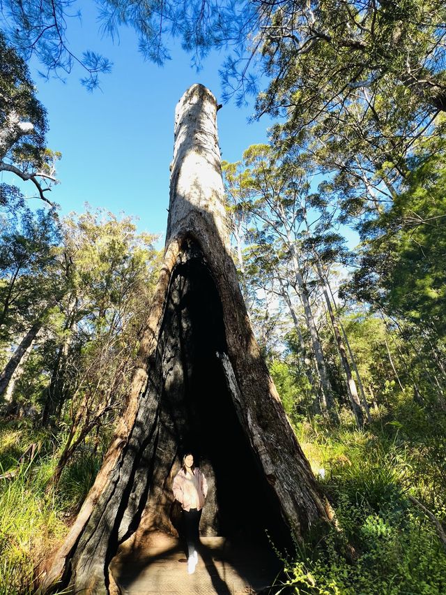 Valley of the Giants 🇦🇺🌏 TingleTrees400yrs