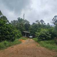 ตะลุยกินทุเรียนหน้าสวน จ. พังงา