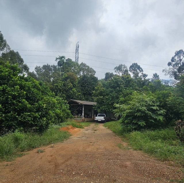 ตะลุยกินทุเรียนหน้าสวน จ. พังงา