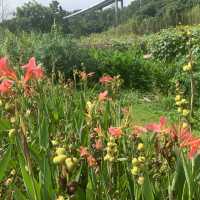 古鎮夜遊後來個花谷晨運🏃‍♀️🌻🏃‍♀️