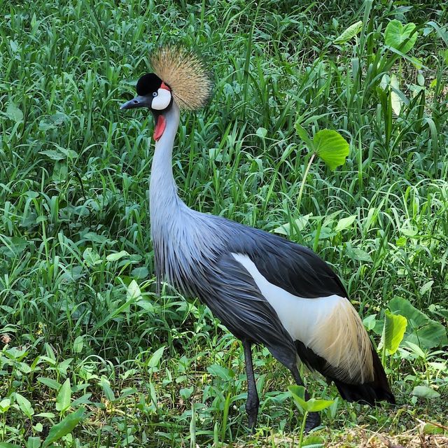 Taiping Zoo and Night Safari