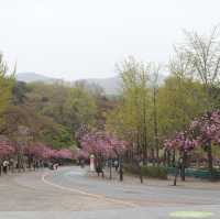 探險首爾大公園 🚡🦓🏞️