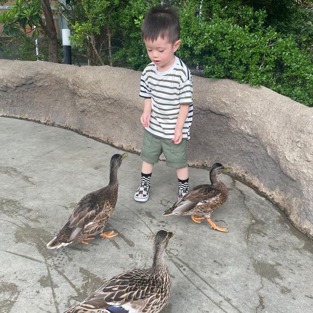 【動物全接觸】神戶動物王國🦚