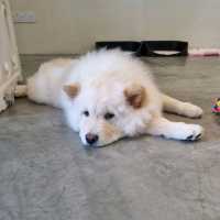 Just Chilling With Chow Chows 🐶