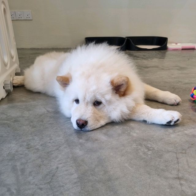 Just Chilling With Chow Chows 🐶