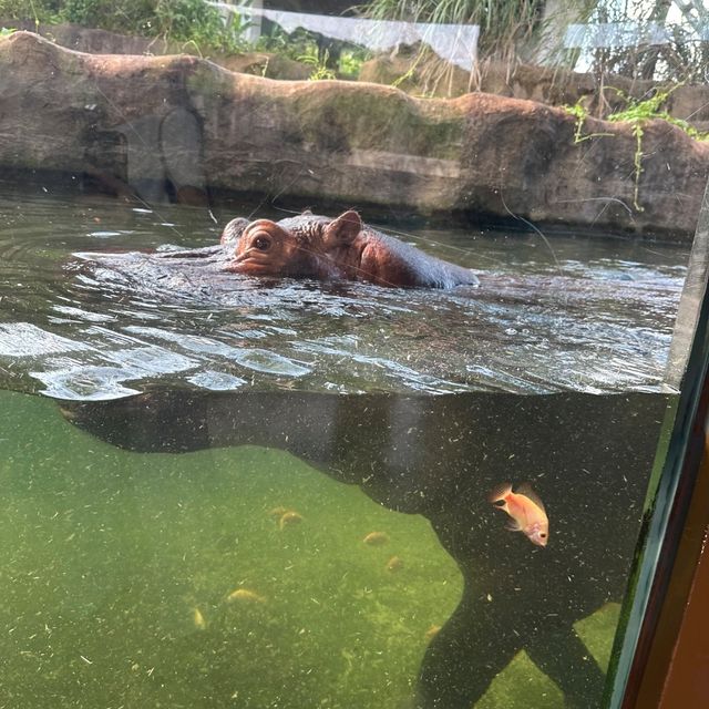 【臺北市立動物園】：樂學給合♡親子探索自然的夢幻之旅