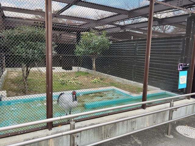 Tennoji Zoo in Osaka